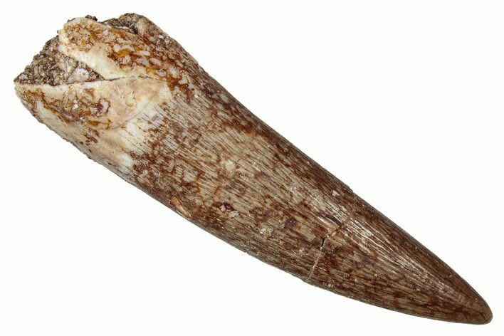 Fossil Plesiosaur (Zarafasaura) Tooth - Morocco #344210